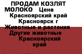 ПРОДАМ КОЗЛЯТ, МОЛОКО › Цена ­ 8 000 - Красноярский край, Красноярск г. Животные и растения » Другие животные   . Красноярский край